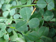 Gl&uuml;cksklee?