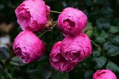 Nackt bis auf die Wurzeln