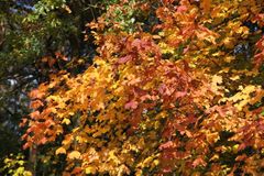 Kunterbunter Spätherbst