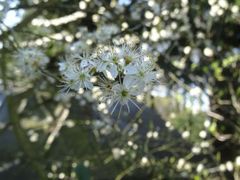 Kann mehr als nur sch&ouml;n aussehen