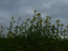 Pollen kein Thema...